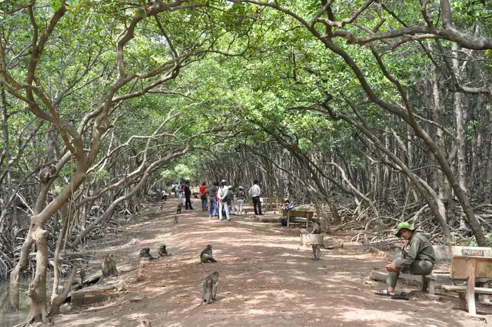 Can Gio Biosphere & Monkey Island Full-day (Luxury group tour), photo 3